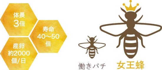 働きバチと女王蜂は、体調3倍・寿命40~50倍・産卵約2000個/日の生命力が異なる